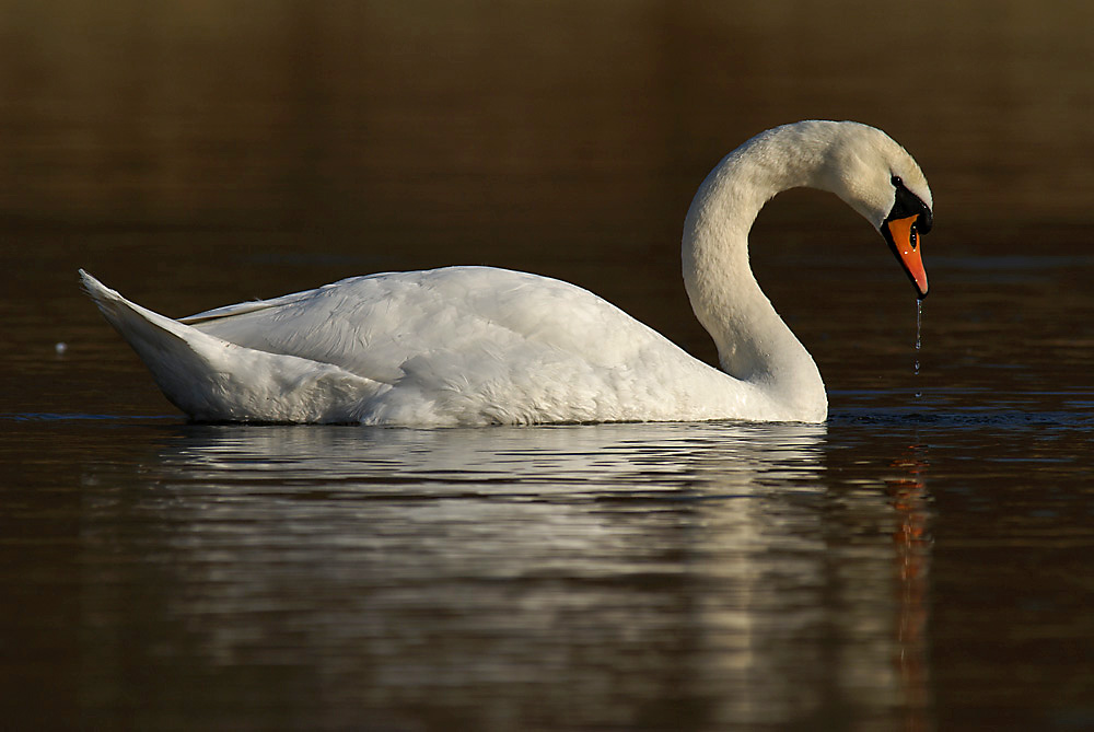 Höckerschwan (Cygnus olor)