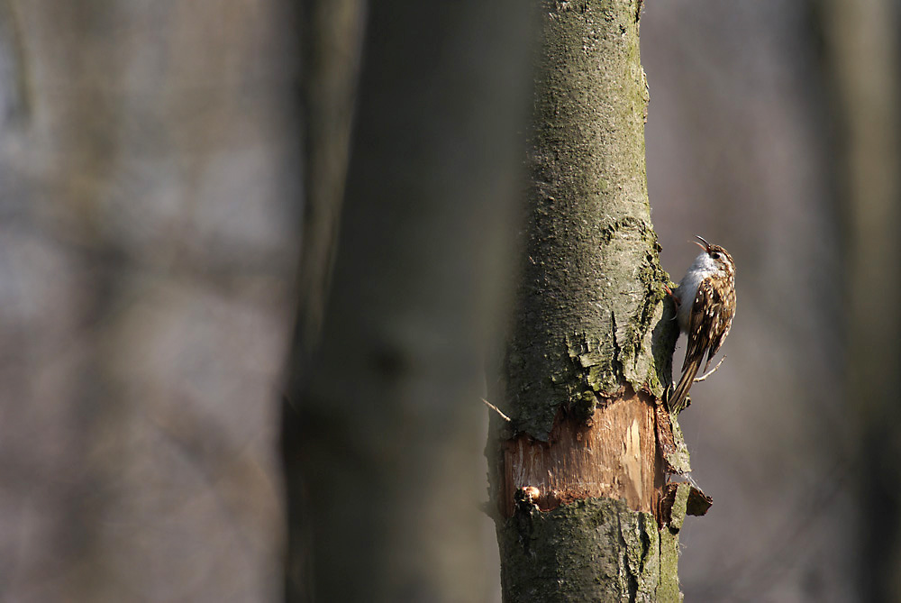 Gartenbaumläufer (Certhia brachydactyla)