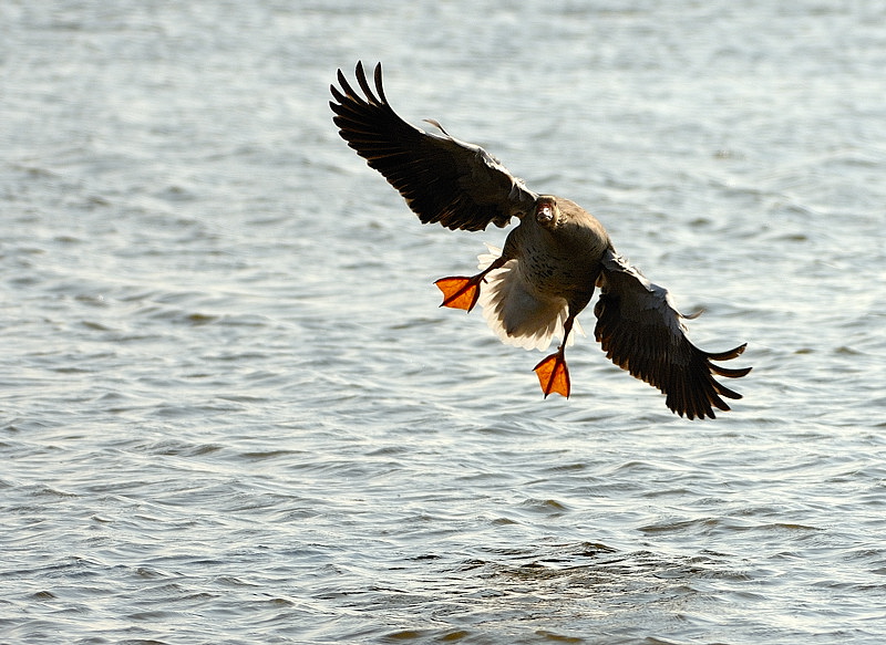 Anflug im Gegenlicht