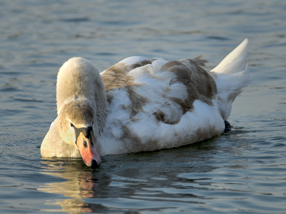 Höckerschwan