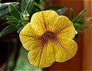 Sommerblume
