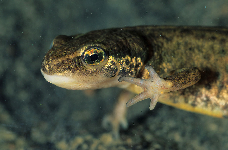 Teichmolch (Triturus vulgaris) Weibchen