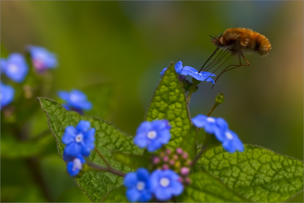Grosser Wollschweber (Bombylius major) ND