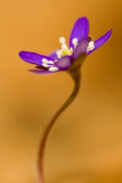 Leberblümchen ND