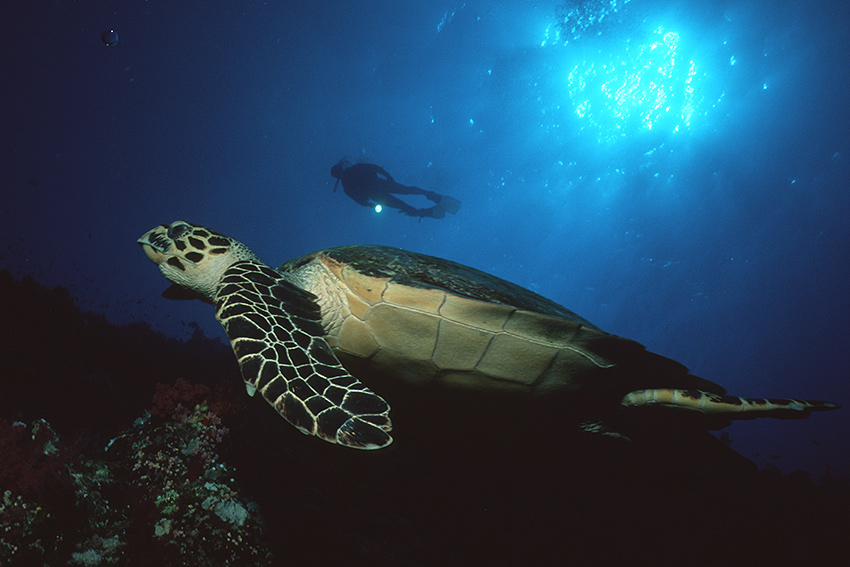 Unechte Karettschildkröte 2 ND