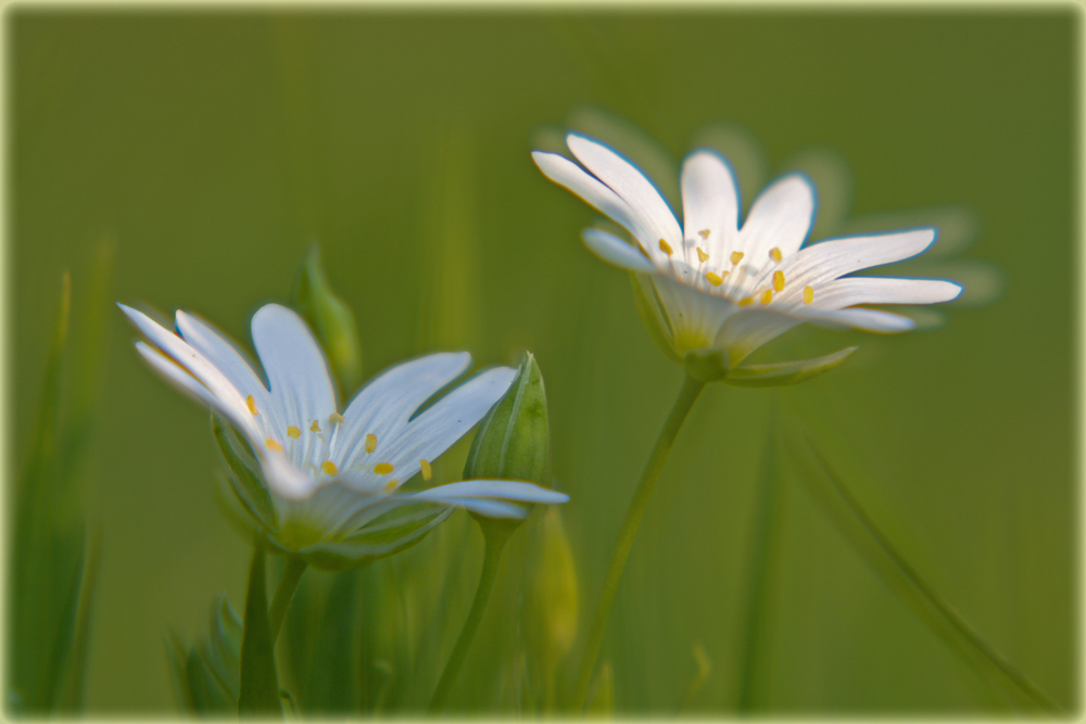 -Stellaria holostea- ND