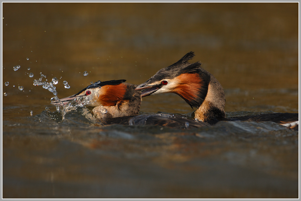 Revierkämpfe bei den Haubentauchern (Podiceps cristatus)