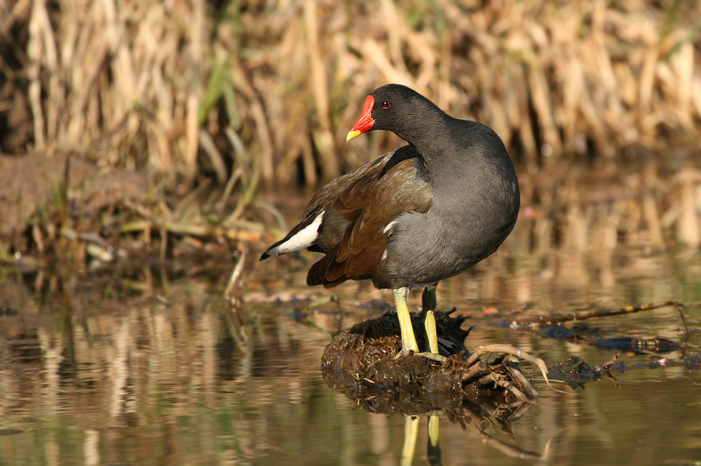 Teichhuhn (Gallinula chloropus) ND