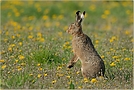 Osterhase *Lepus osterius* [ND]