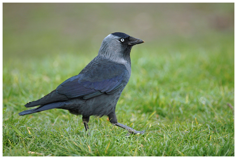 Corvus monedula ND