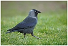 Corvus monedula ND