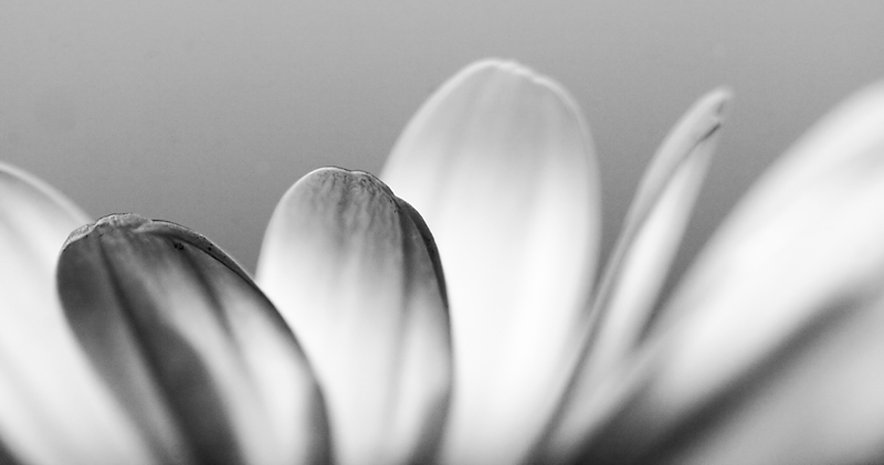Blüten-Blätter