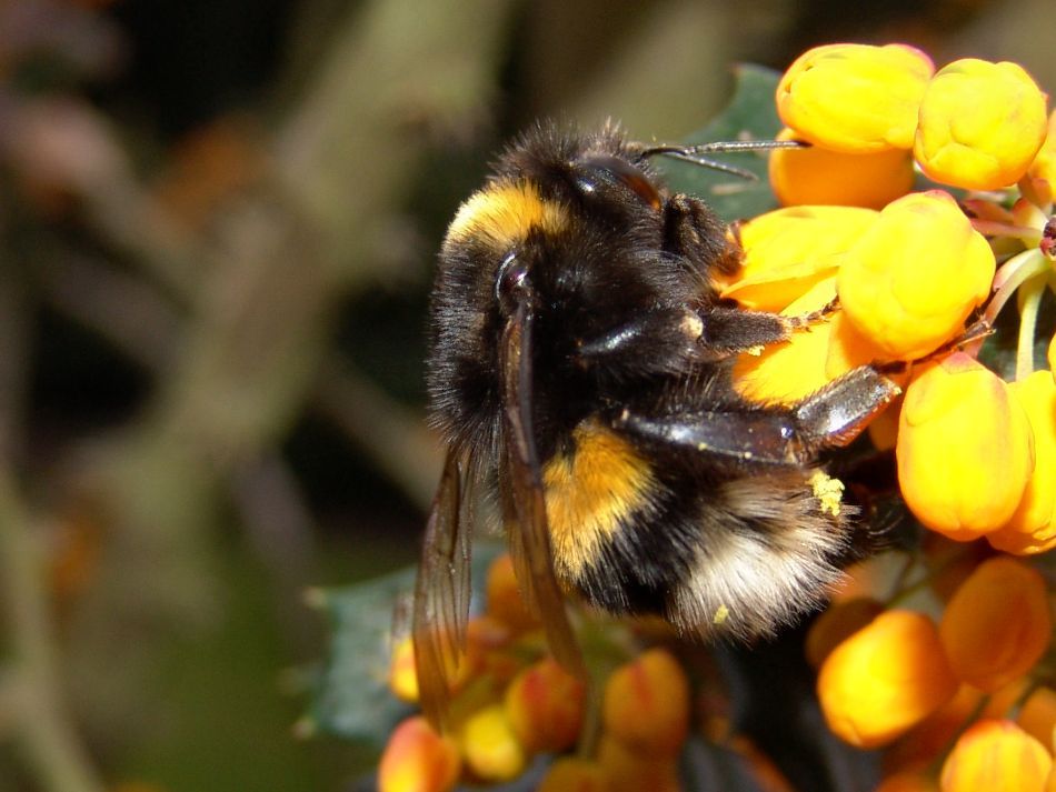 Erdhummel