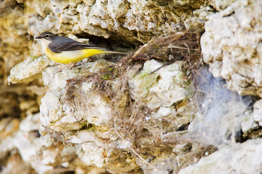 Gebirgsstelze am Nest [ND]