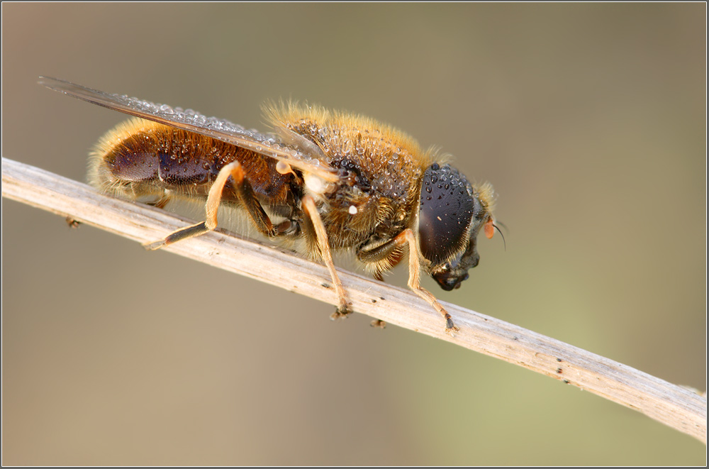Schwebfliege