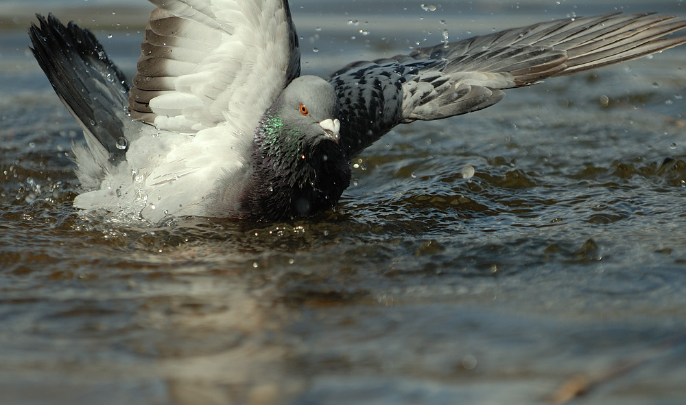 Taube im Wasser