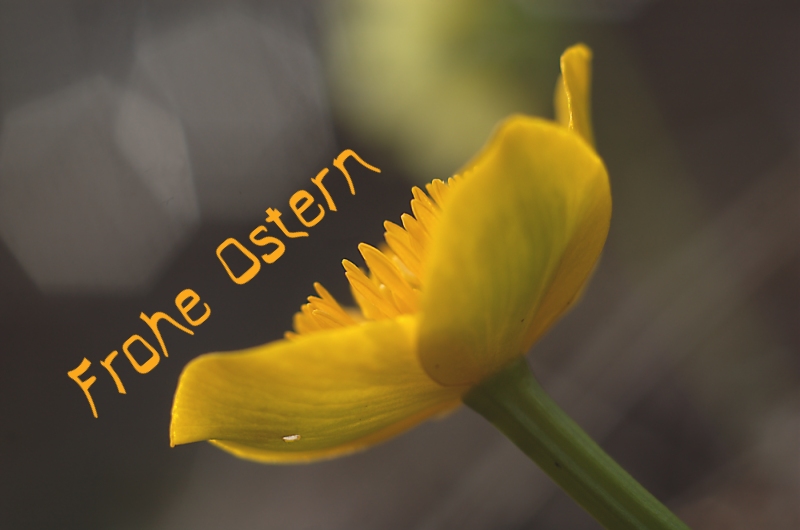 Frohe Ostern