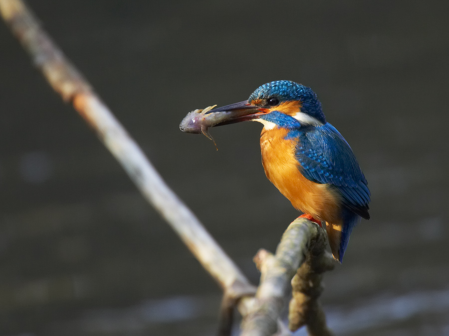 Eisvogel in Sonne