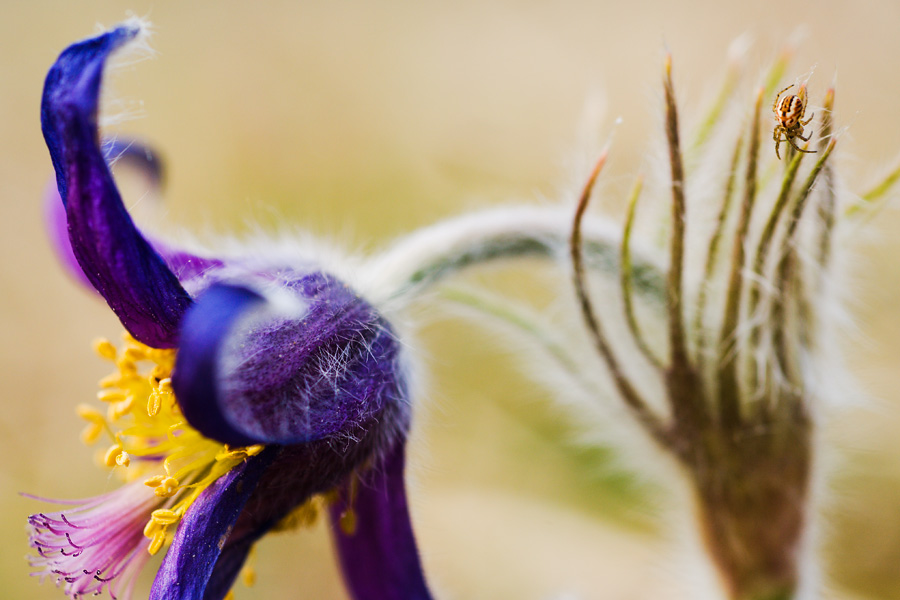 minispinne auf pulsatilla [ND]