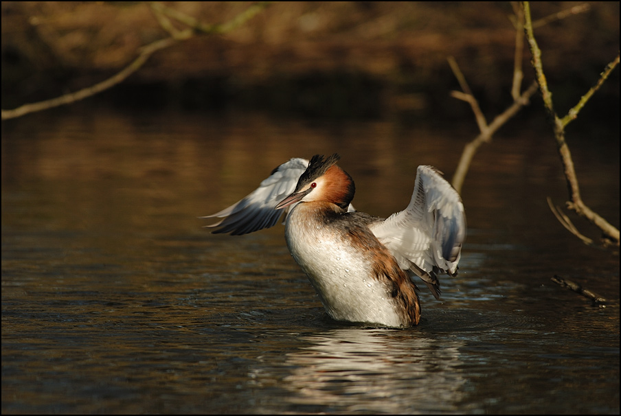 Haubentaucher ~~Podiceps cristatus~~