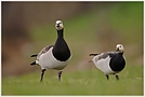 Weisswangengans (Branta leucopsis)