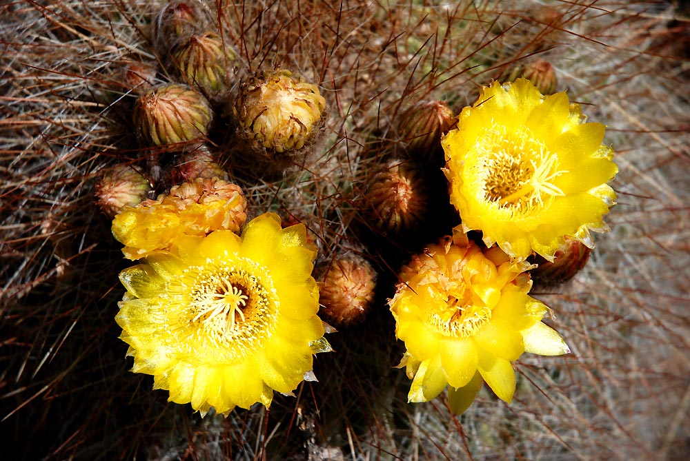 Kaktusblüten