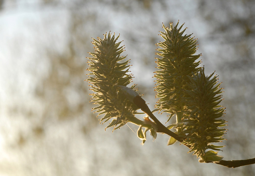 Weidekätzchen im Morgenlicht ND