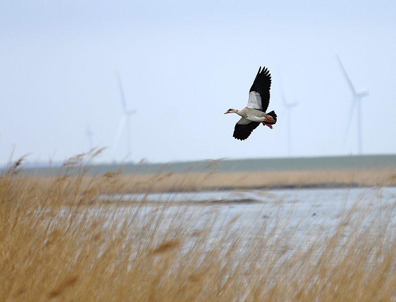 Nilgans