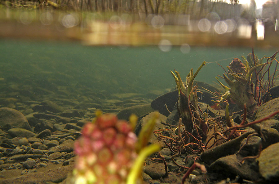 Pestwurz (Petasites hybridus)