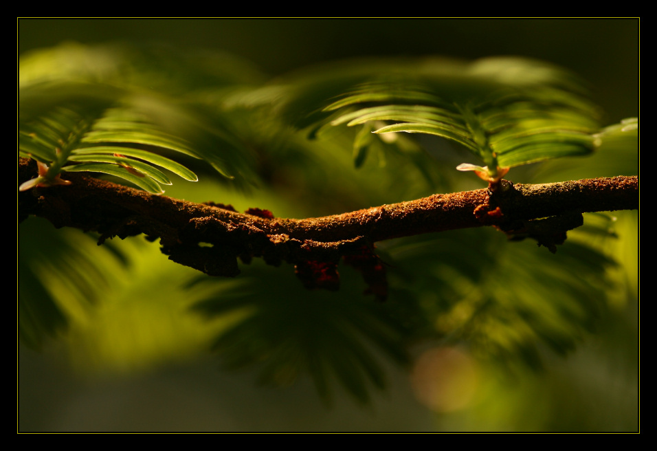 Abendlicht im Mammutbaum ND