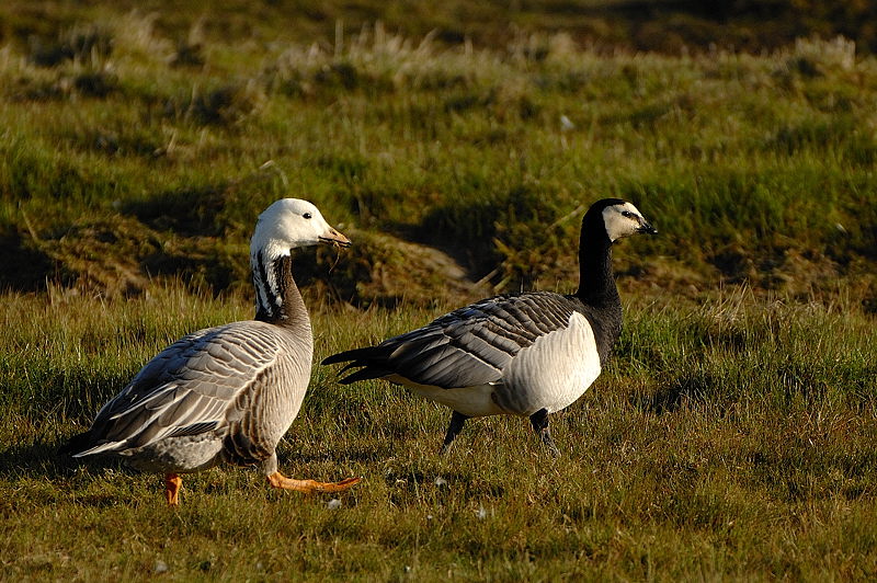 Unbekannte Gans