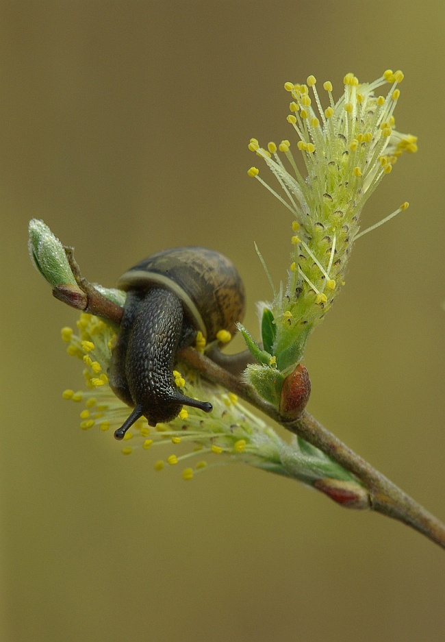 Baumschnecke ND