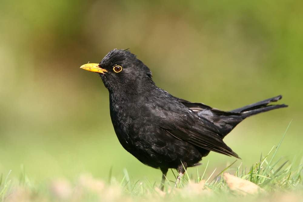 Amsel (ND)