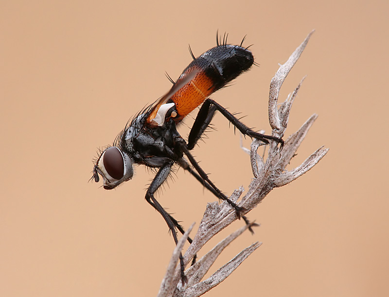 Raupenfliege ND