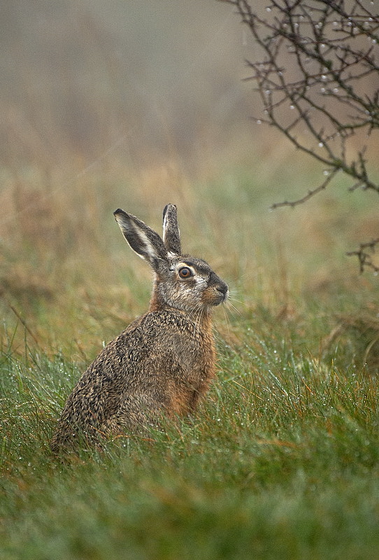 Hase im Morgentau