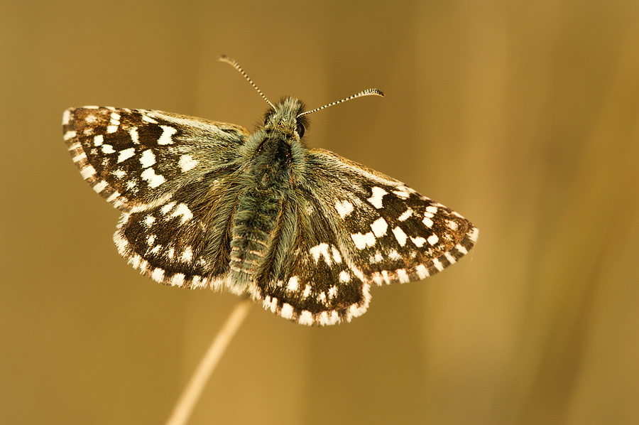 pyrgus malvae [ND]