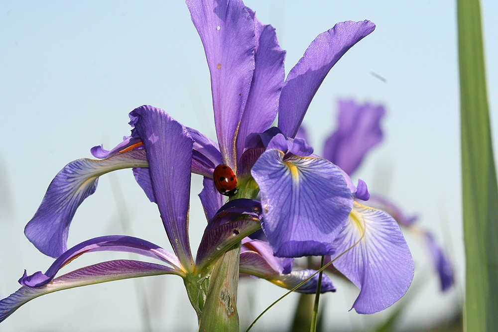 Iris sibirica