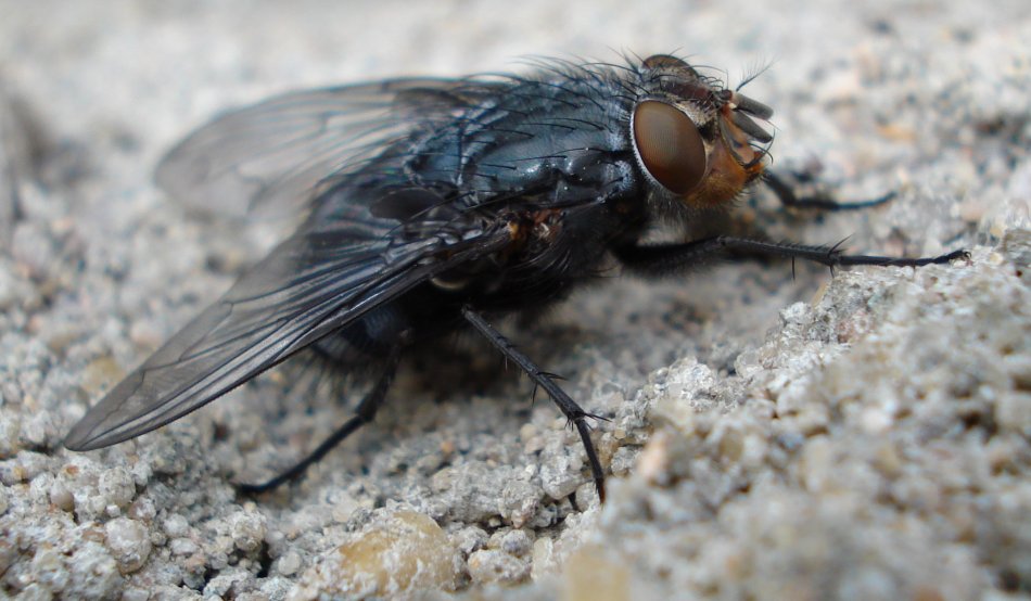 Fliege