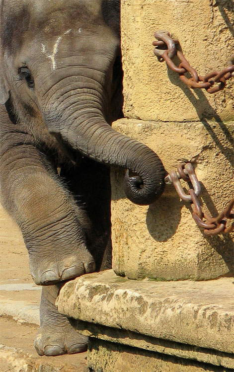 Elefantenjunges auf Entdeckungstour (ZO)