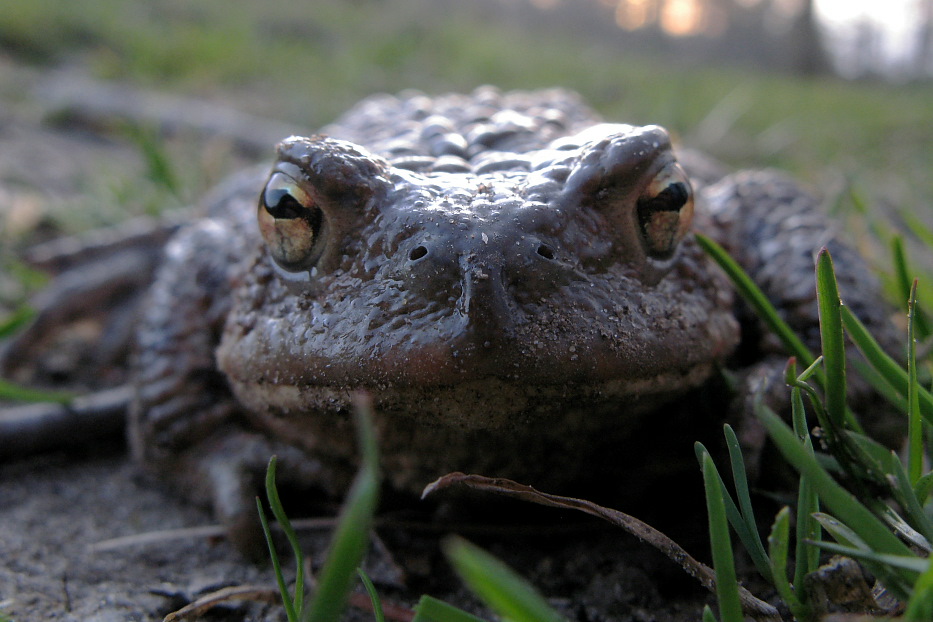 Froschperspektive