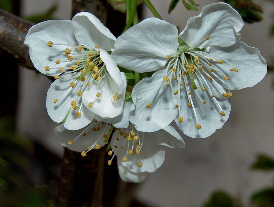 Kirschblüten