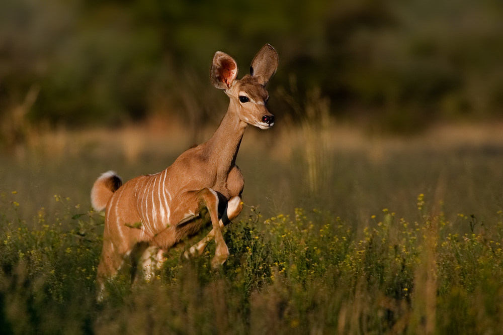 Kudu