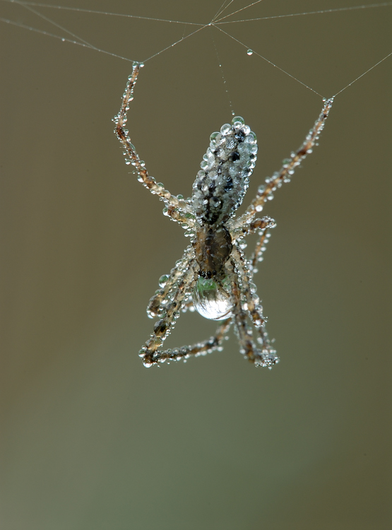 Spinne