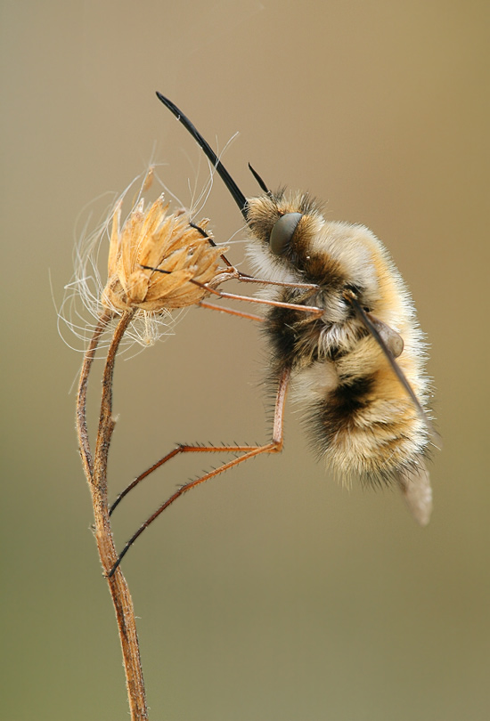 Großer Wollschweber (Bombylius major)