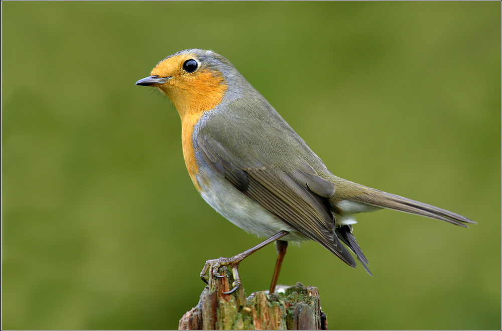 KD Rotkehlchen (Erithacus rubecula)