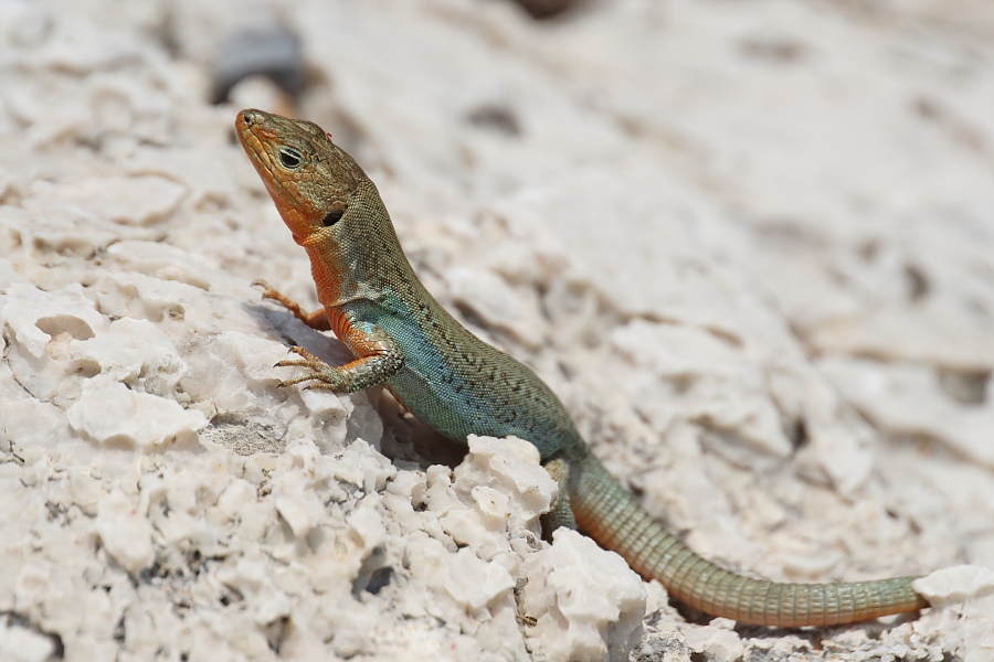 Peloponnesische Mauereidechse ND