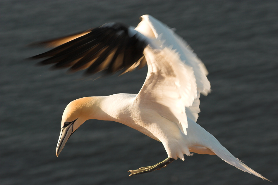 Landeanflug im Morgenlicht      ND