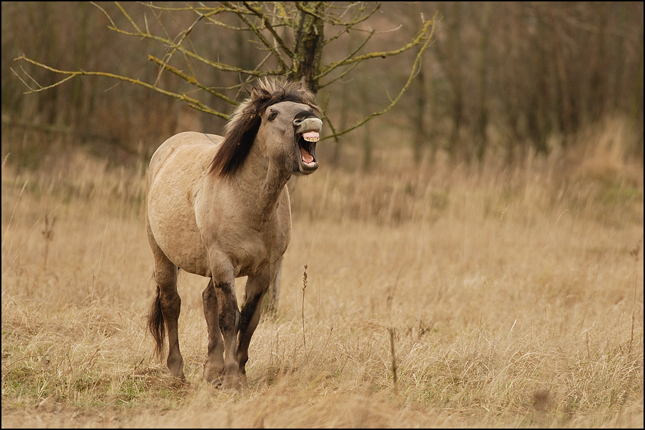 Mr. Ed!!