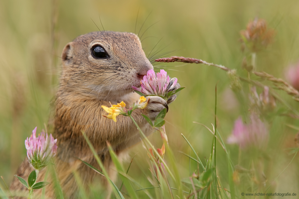 Wollen Blumen kaufen?