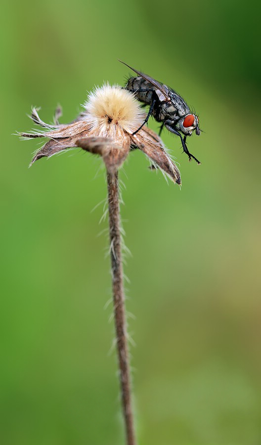 Cleaning fly